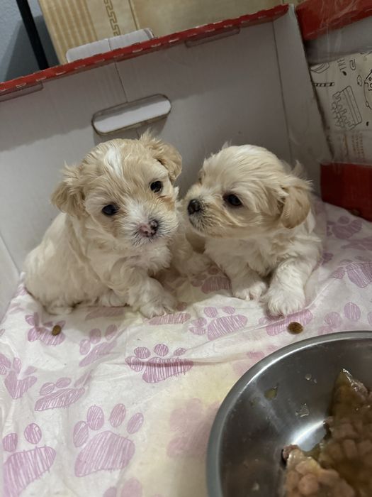 Trei baietei frumusei isi cauta casute noi