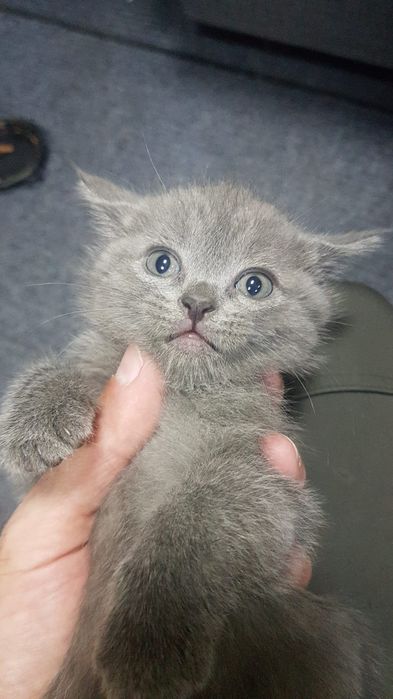 Котята ждут своих хозяев возможно доставка