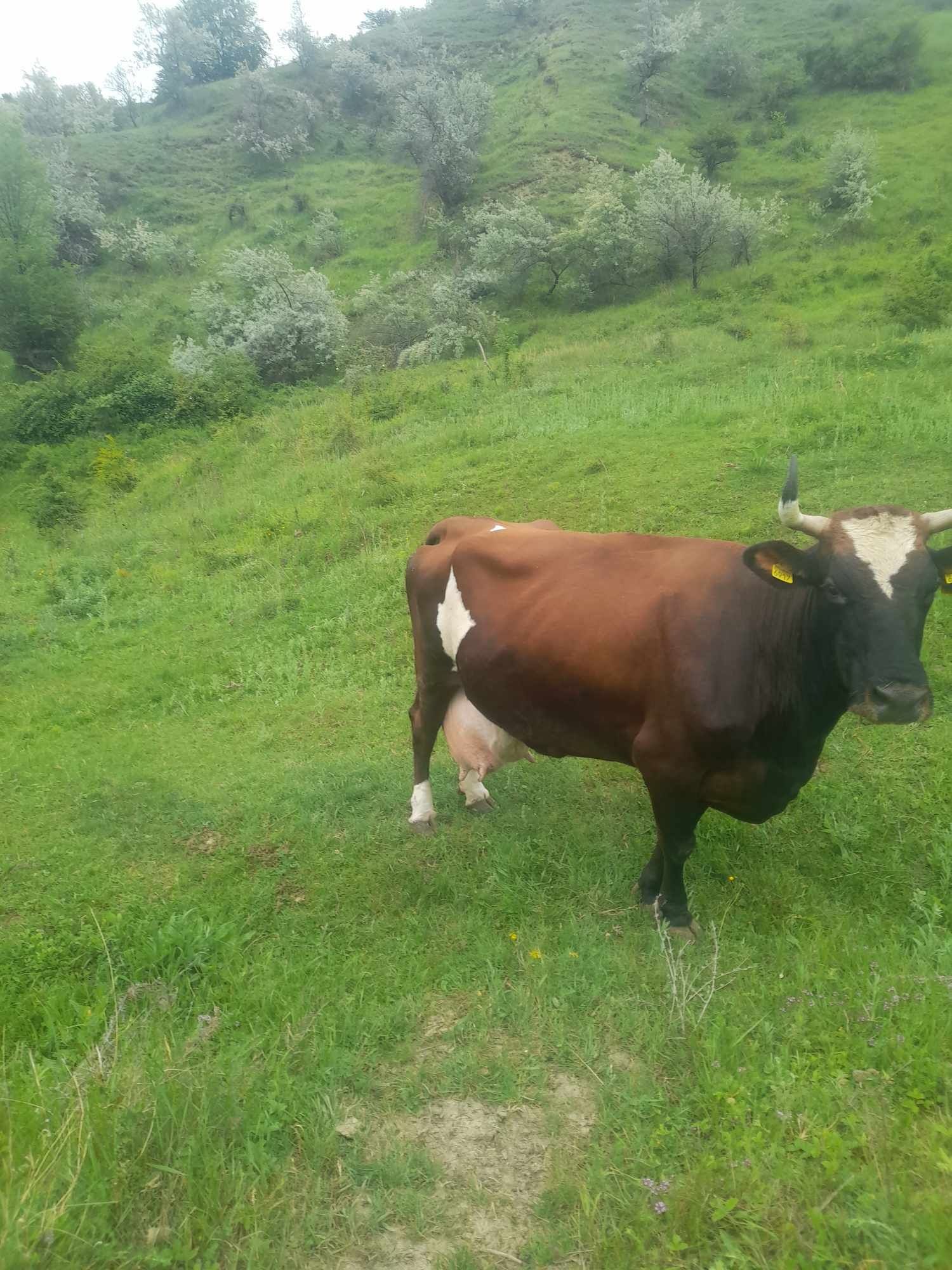 Vând vaca gestanta in 9 luni jumate