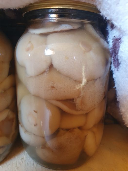 Грибы Маслята маринованные