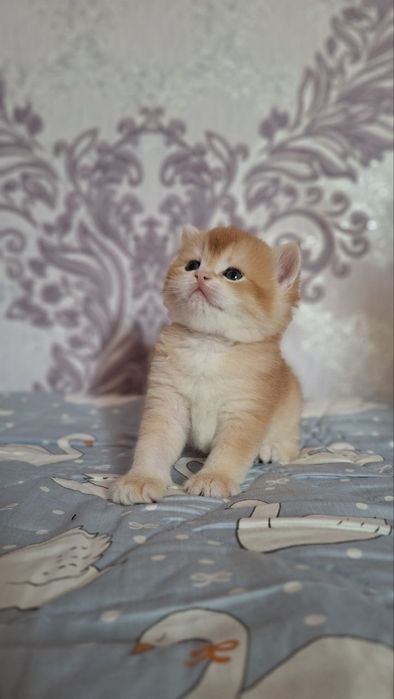 Британец Залатой Шиншилла ny 12. Shinshilla.