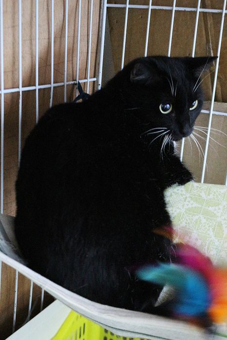 Отдам в добрые руки