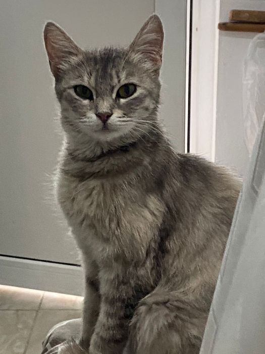 Отдам кошек в добрые руки