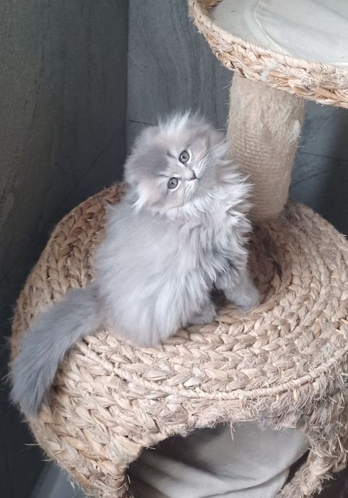Schottish fold longhair