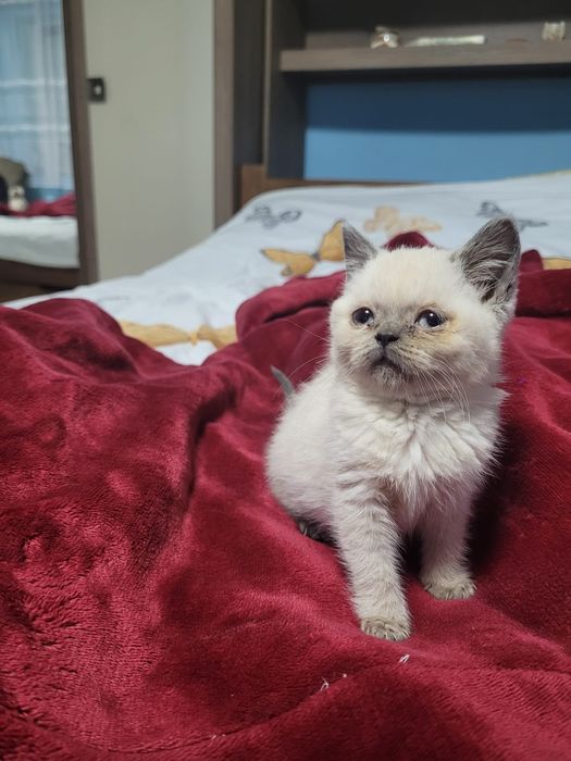 British shorthair color point