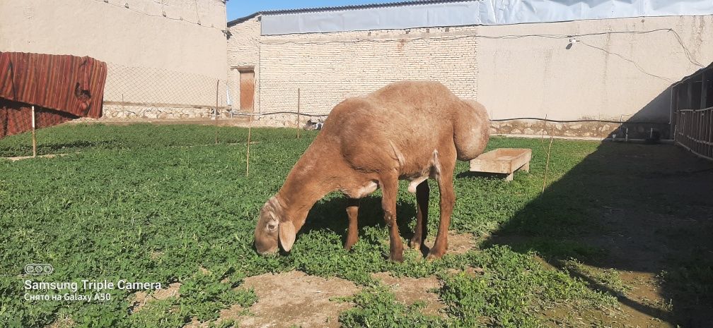 Арашан кучкор сотилади