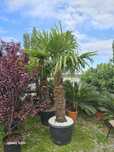 Palmieri trachycarpus fortunei decorat pentru dumneavoastră!
