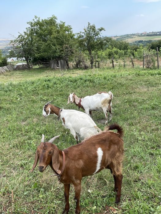 Vand capre de origine angonubiene 5 capre si un țap