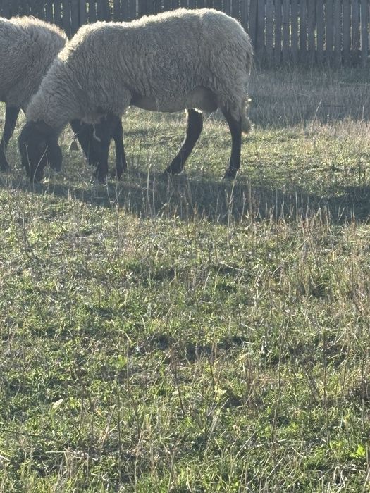 Vând oaie casabasa cu berbecut