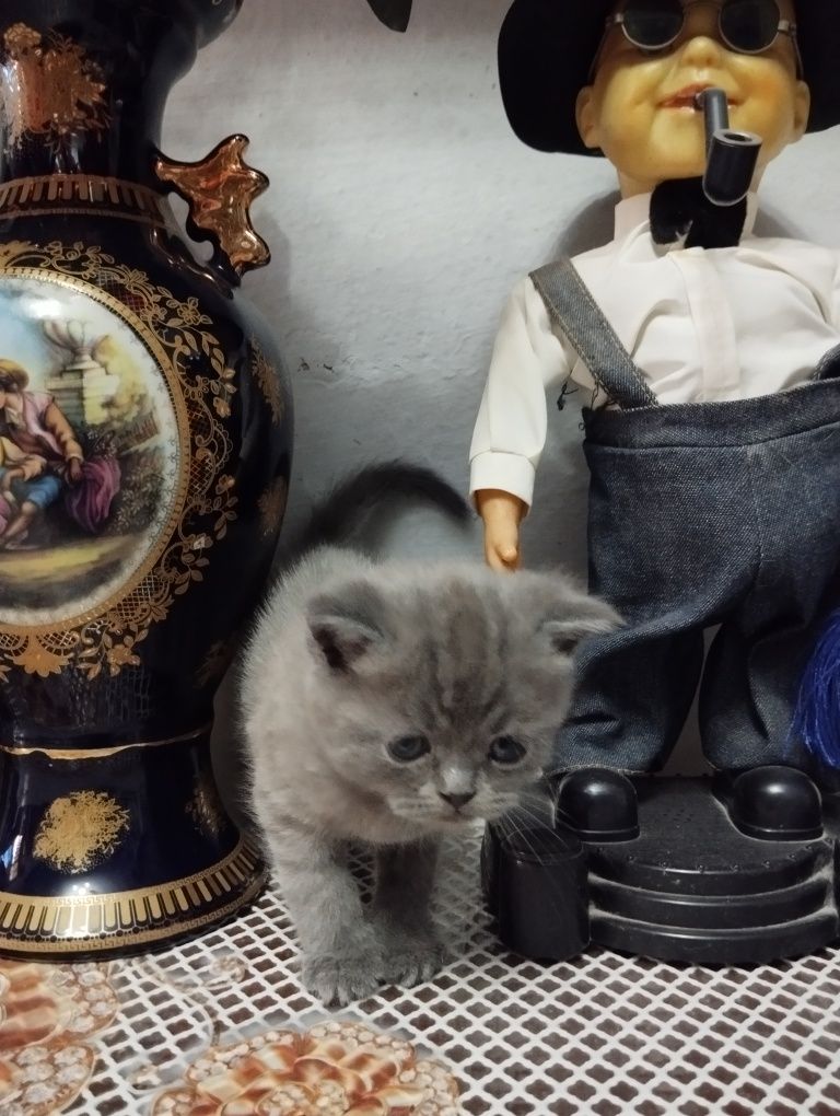 Продаются котята