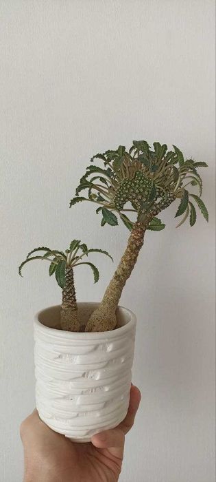 Эуфорбия Декари‼️