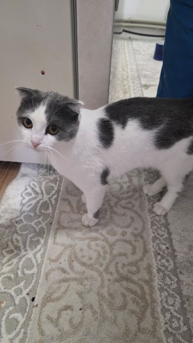 Отдам даром 8 месячную кошку.