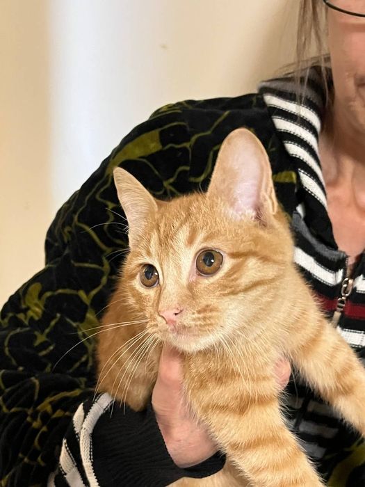 КОТЯТА! Отдам милых котят в добрые руки!