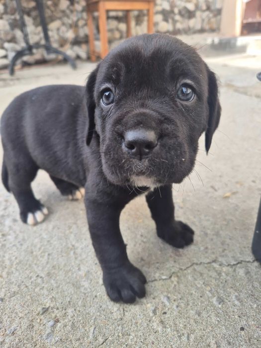 Кане Корсо / Cane Corso
