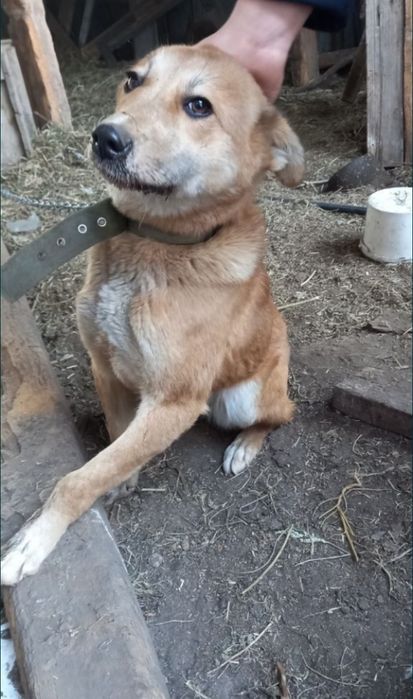 Отдам собаку, отличный охранник