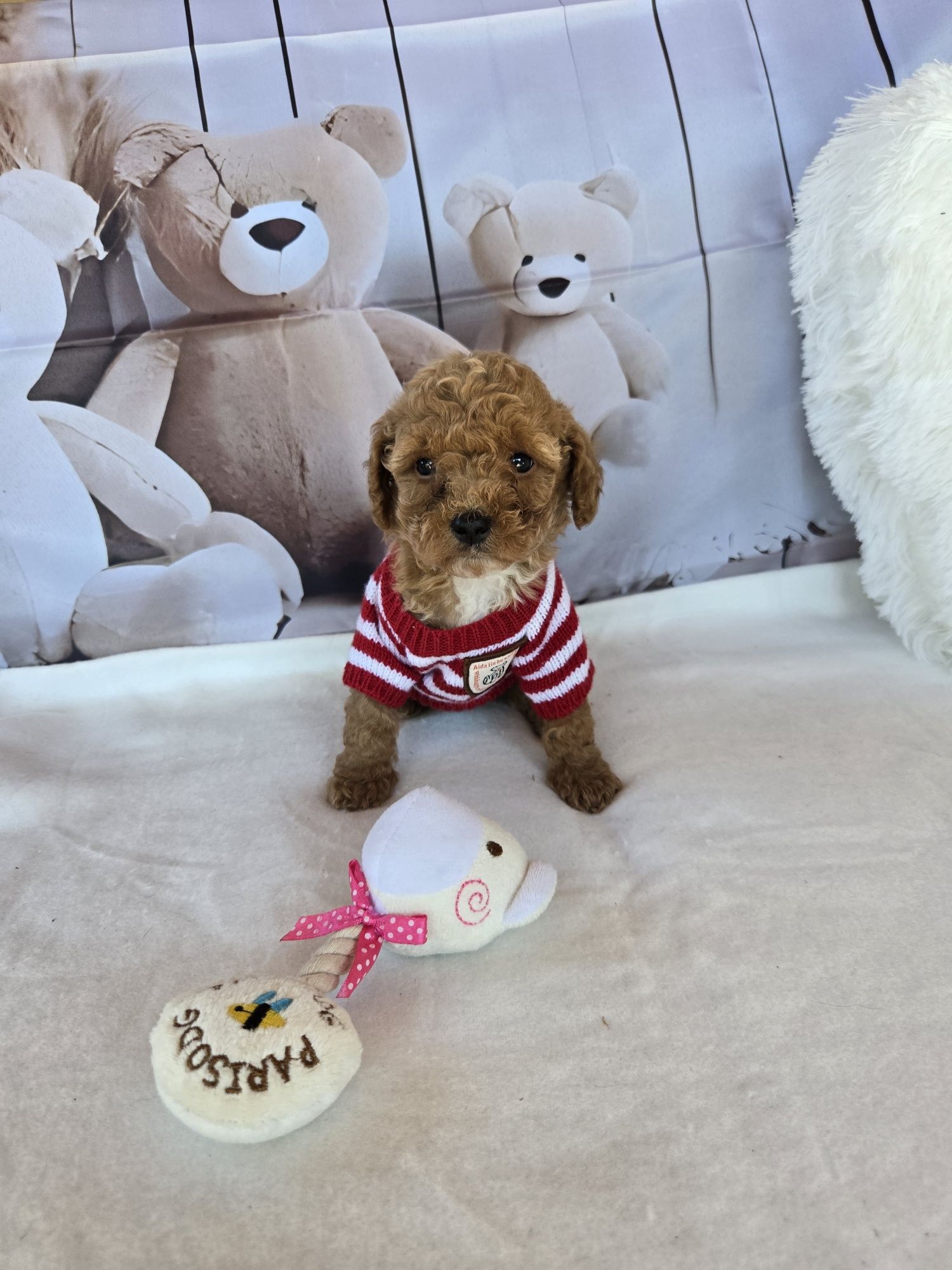 Пудел той Poodle toy Малтипу Maltipoo момиче