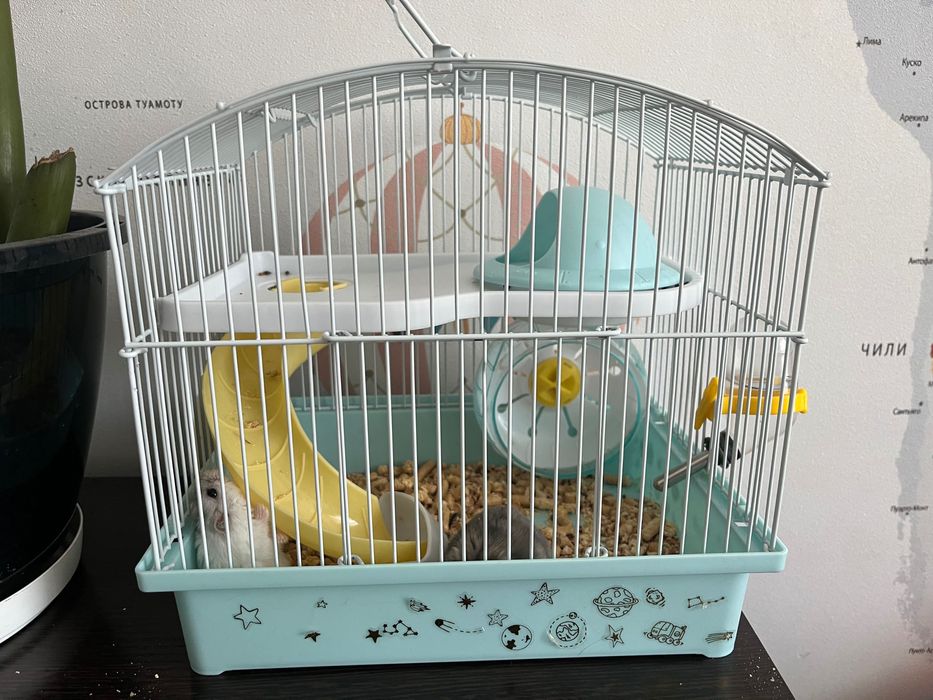 Джунгарские Хомячки