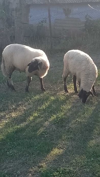 Oi carabase de vânzare