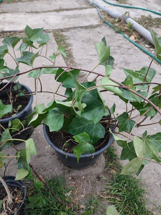 Iedera planta ornamentala, gard viu