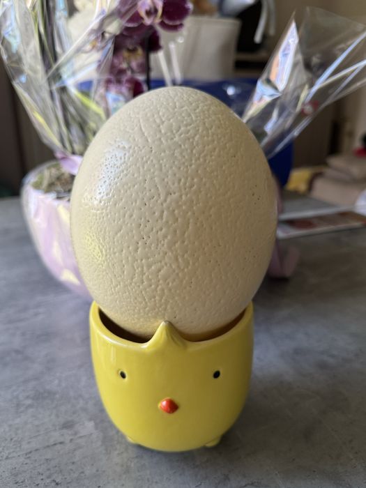 OU DE STRUT pentru pictura!