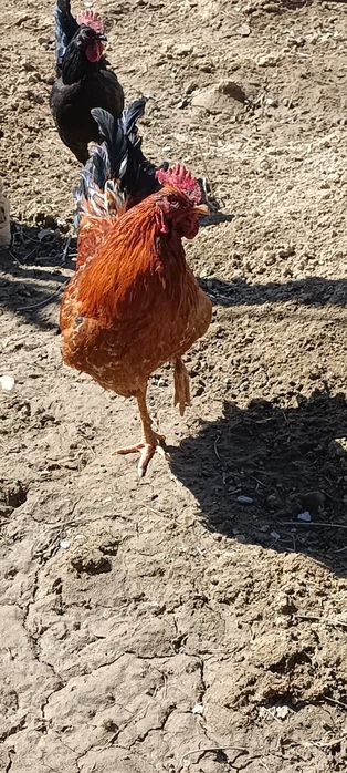 Жас қораз сатылады