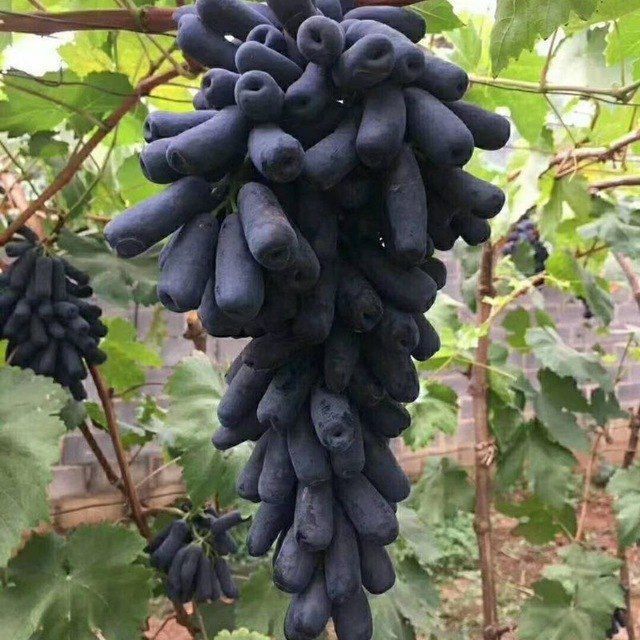 Аватар узуми 20.000сумдан оптим нархда