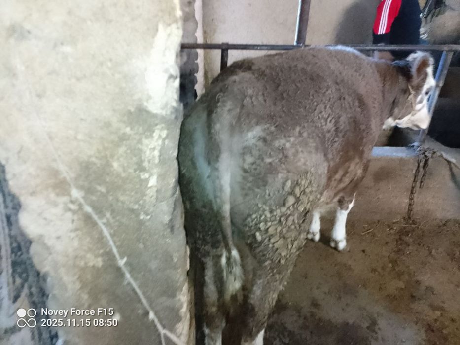 Gʻonajin qochirishga tayyor