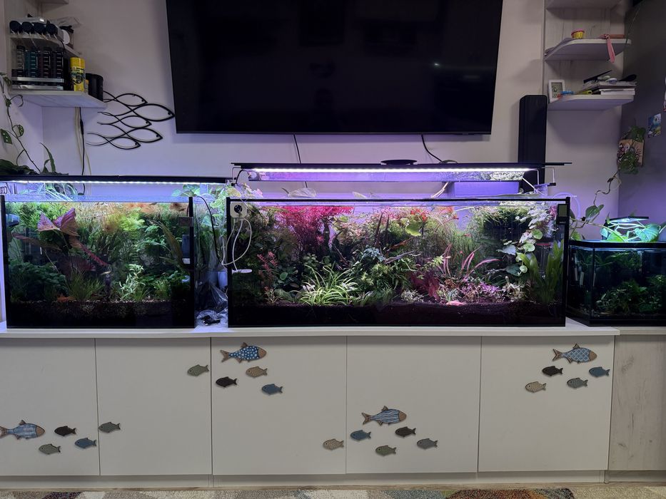 Растения за аквариум и корени