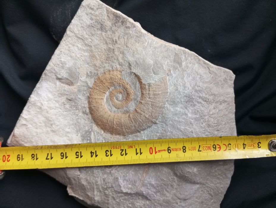 Фосил на хетероморфен амонит