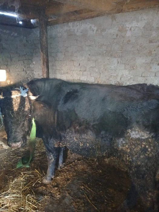 Vand Taur 1 an si 10 luni