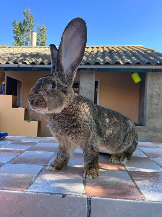 Mascul de 9 luni si femela de 11 luni cu tatuaj!