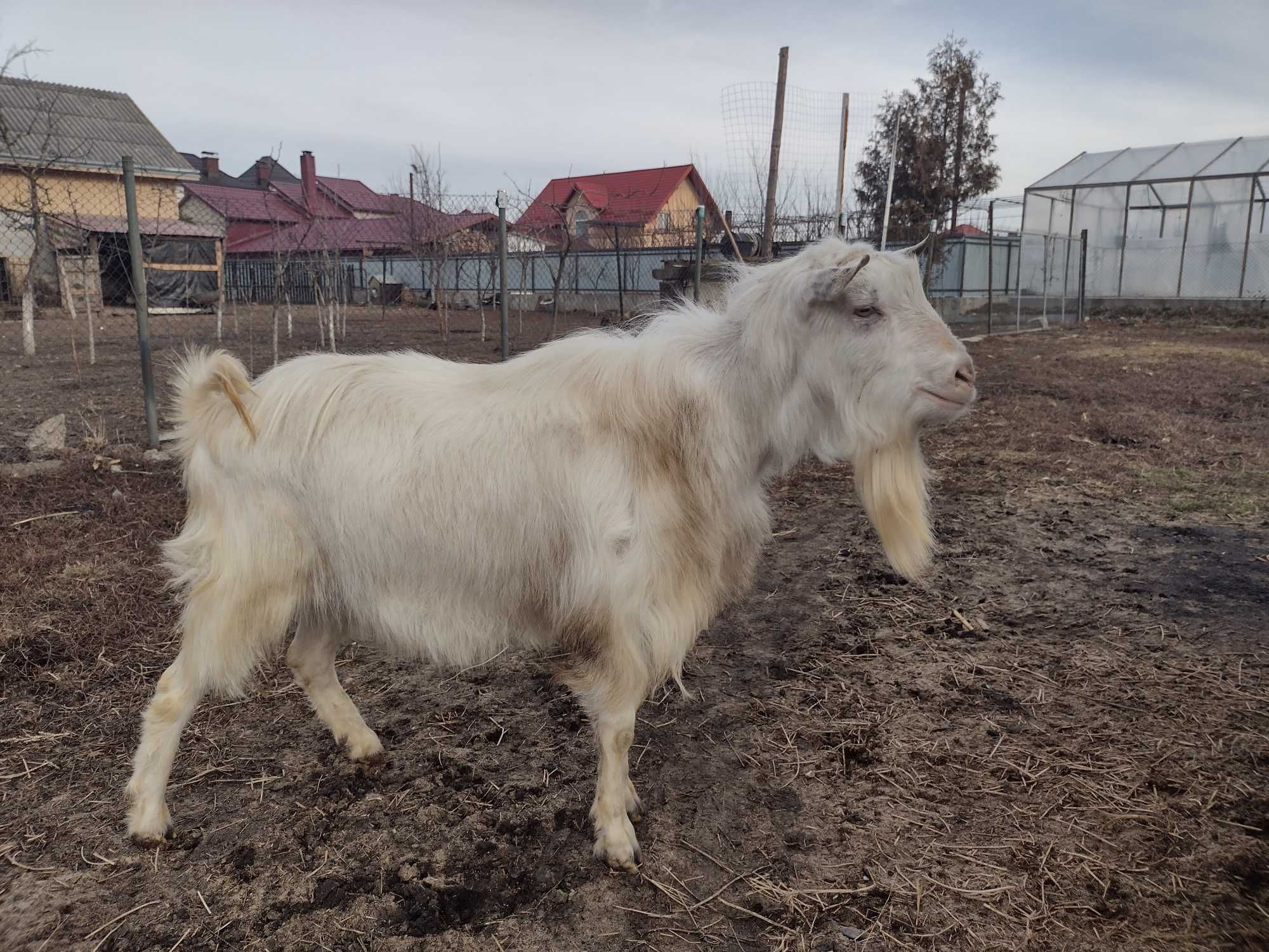 Vând țap sannem rasă pură