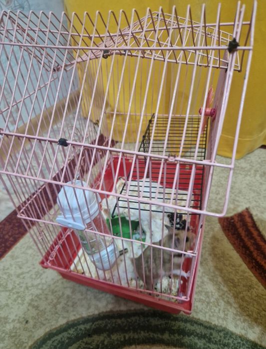 Продам сирийского хомячка