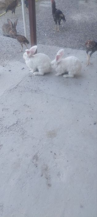 Куёнлар Гигант бор