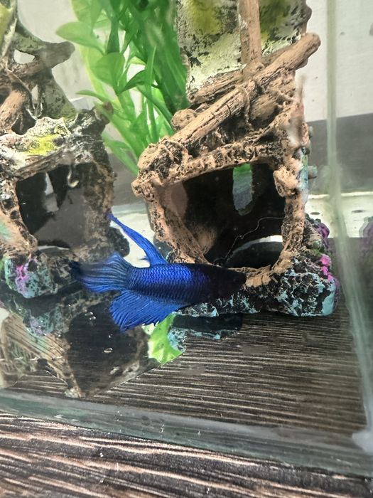 Pesti betta long tail / superb delta / crown tail