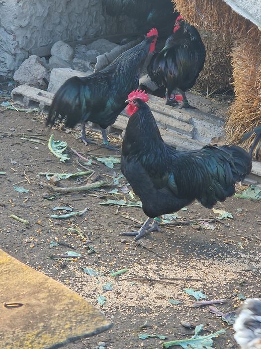 Cocosi Australorp negru si albastru