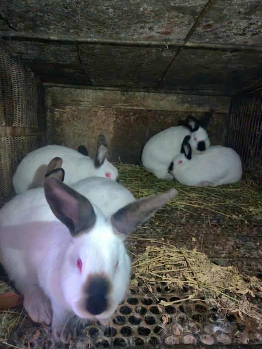 Чистокръвни калифорнийски зайци!