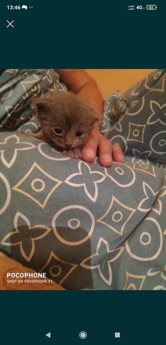 Продам котят вислоухих