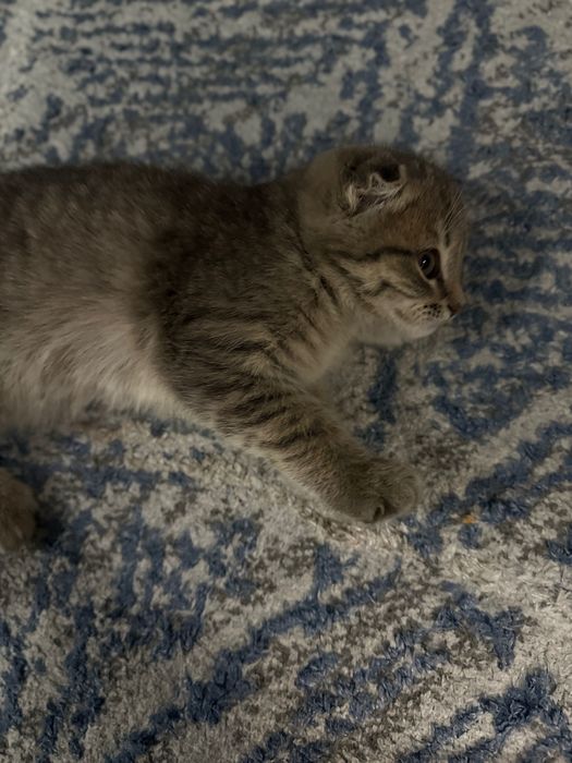 Продаю вислоухого котёнка 2 месячного