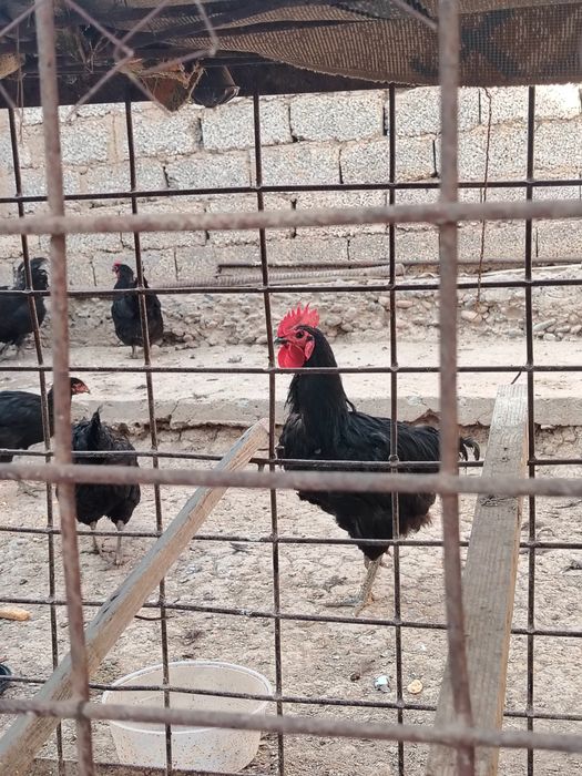 Uyda boqilgan tovuqlar sotiladi 13+2 Ta xoroz