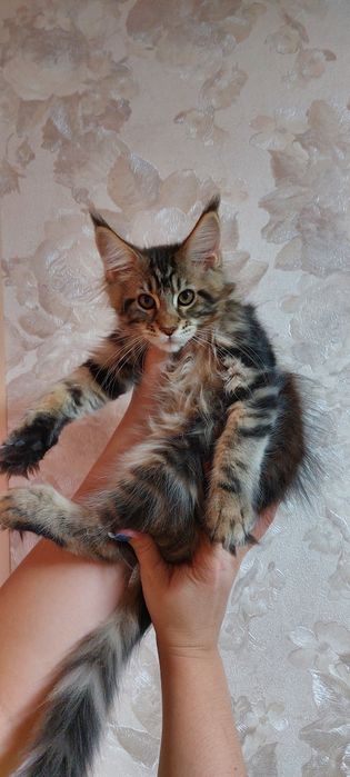 Котята мейн-кун!!!