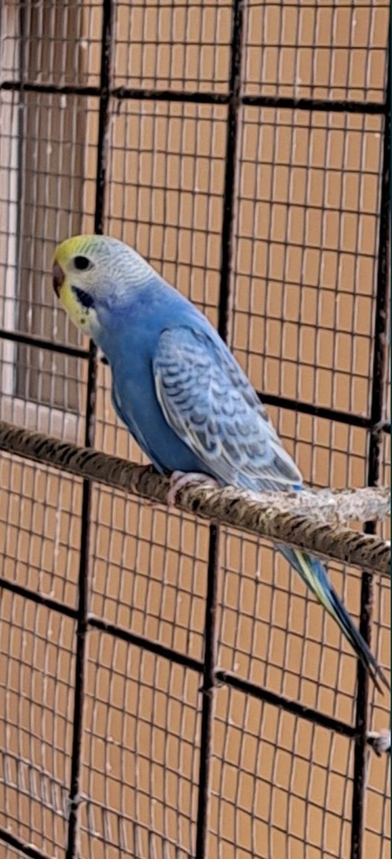 Papagali micul alexander,peruși, agapornis,porcusori de guineea