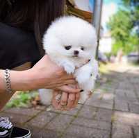 Pomeranian teacup F.C.I pedigree