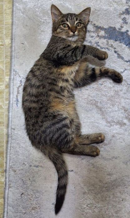 Ищем хозяина для прекрасной девочки