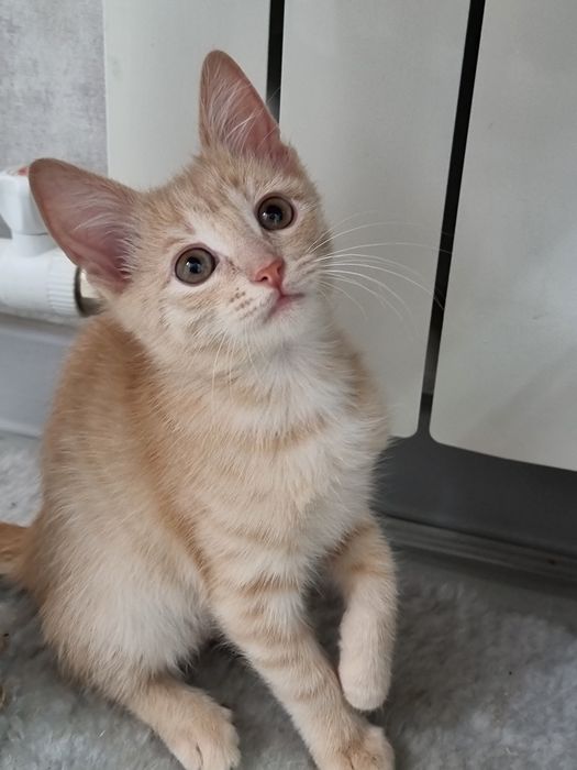 Маленькая девочка(2 месяца) ищет уютный дом