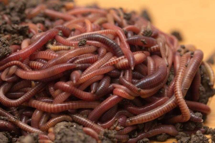 Kaliforniya chuvalchangi bor черви биогумус biogumus