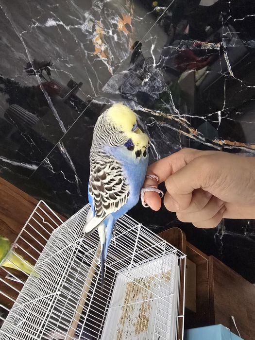 Попугай вол волнистик ручной