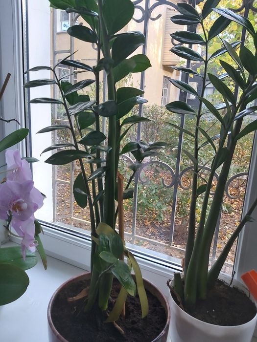 Продам долларовое дерево