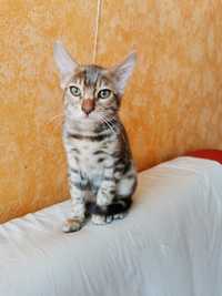 Малки котета от рядката порода Бенгал