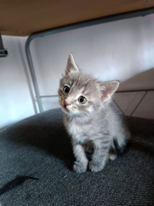 Есть два котенка. Мальчики